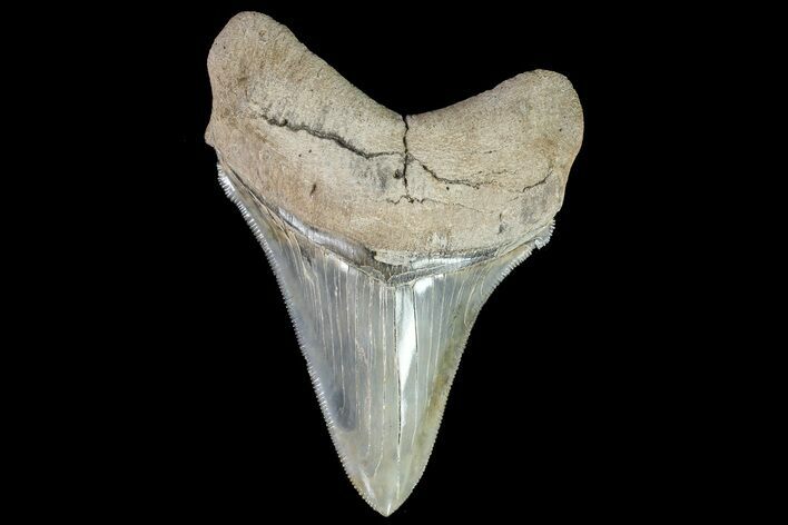 Killer, Chubutensis Tooth - Megalodon Ancestor #82728